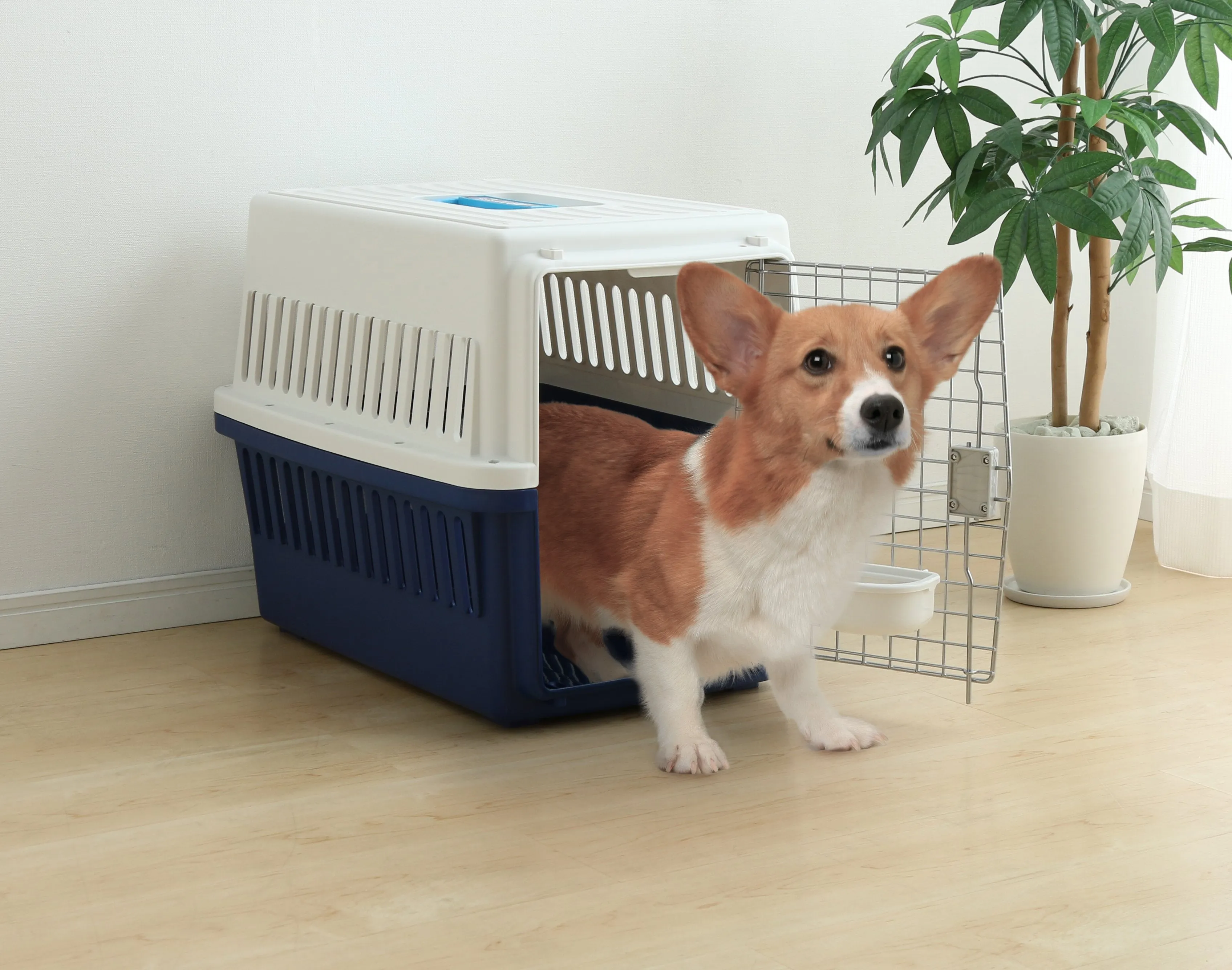 Air Travel carrier - Medium