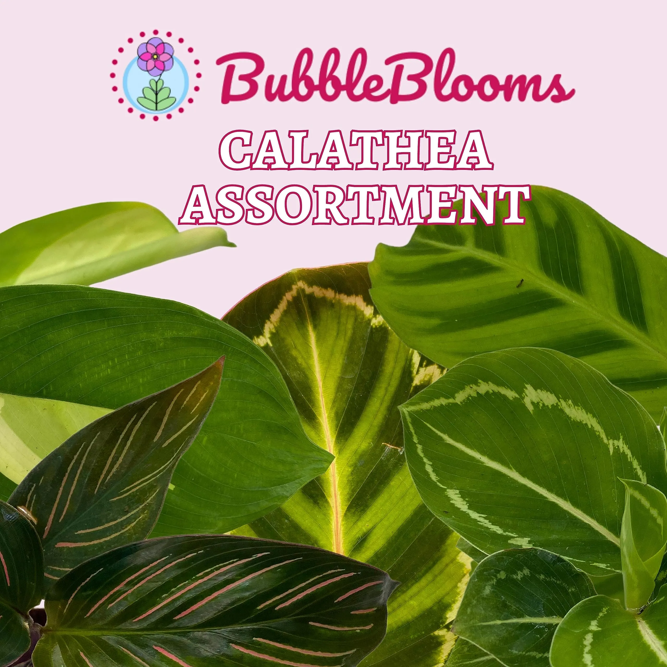 Calathea Assortment Set, 2 inch pots, 5 Different Prayer Plants, Variety Gift, pet Friendly Indoor Low Light