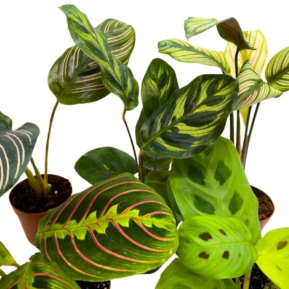 Calathea Assortment Set, 2 inch pots, 5 Different Prayer Plants, Variety Gift, pet Friendly Indoor Low Light