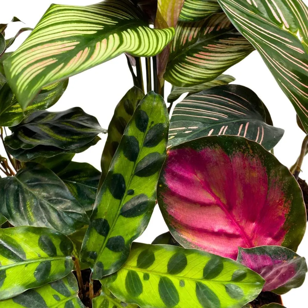 Calathea Assortment Set, 2 inch pots, 5 Different Prayer Plants, Variety Gift, pet Friendly Indoor Low Light