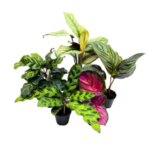 Calathea Assortment Set, 2 inch pots, 5 Different Prayer Plants, Variety Gift, pet Friendly Indoor Low Light