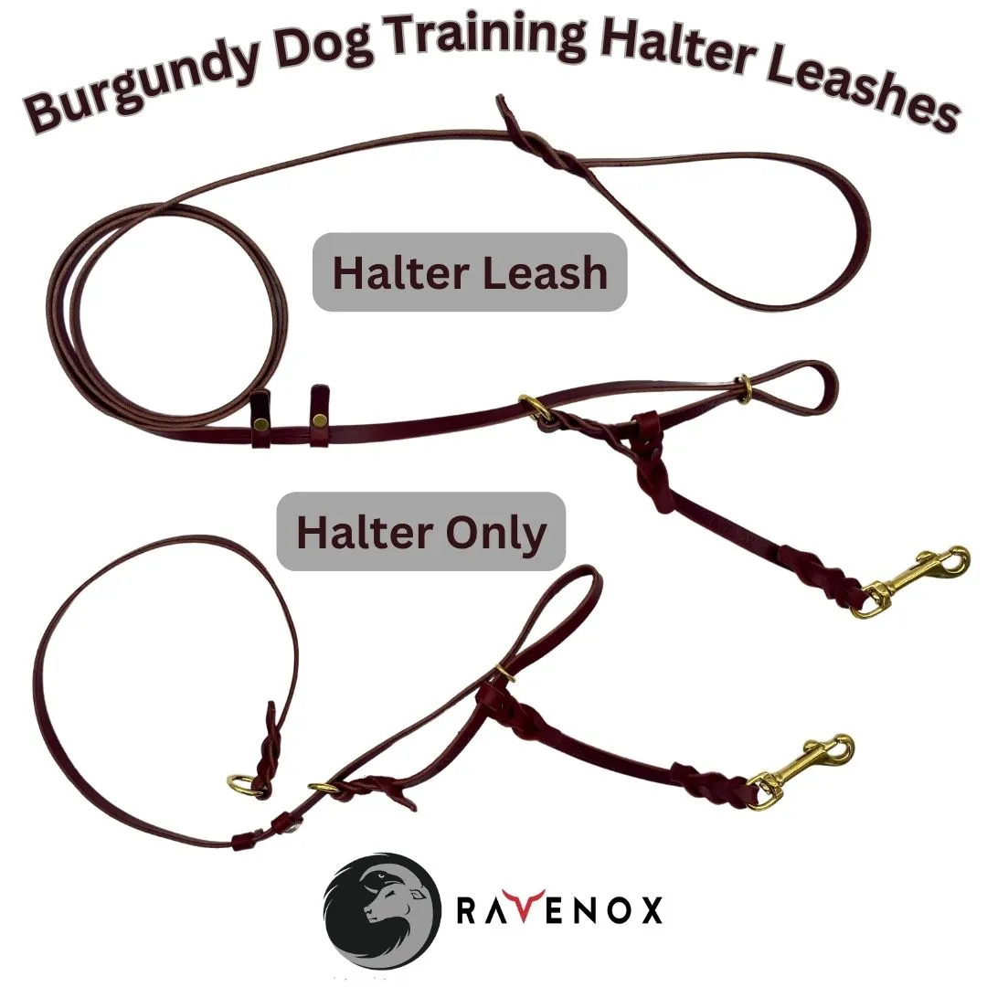 Leather Dog Training Halter & Leash