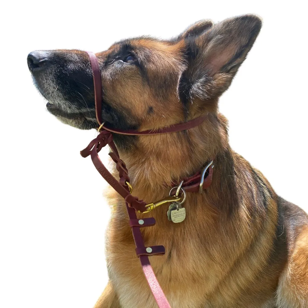 Leather Dog Training Halter & Leash