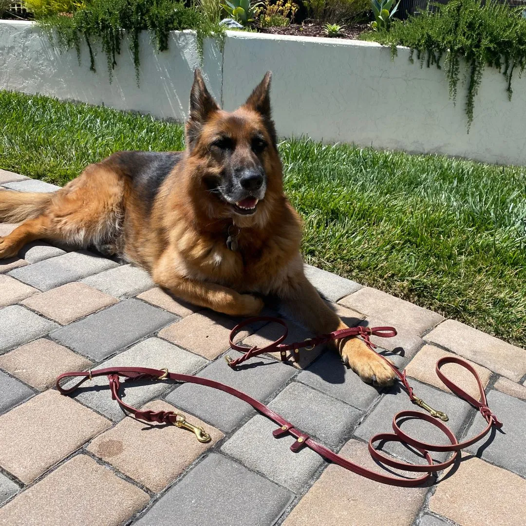 Leather Dog Training Halter & Leash