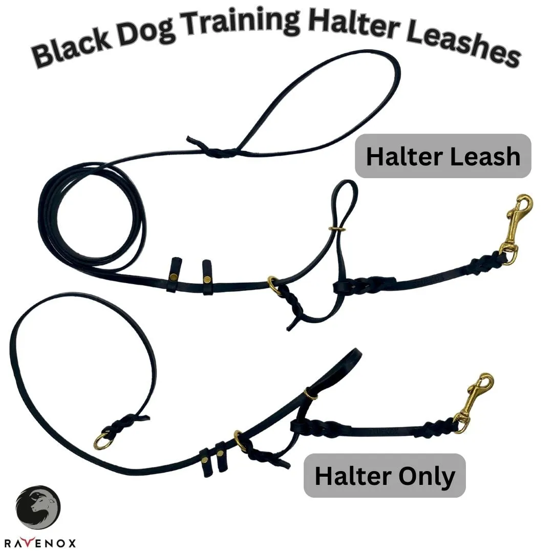 Leather Dog Training Halter & Leash