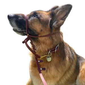 Leather Dog Training Halter & Leash